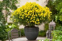 Genista