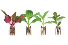 Dümmen Orange to present new concepts at FlowerTrials