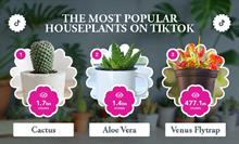 Cactus, Aloe Vera and Venus flytrap