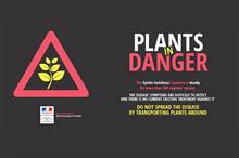 Defra issues updated Xylella advice as Germany eradicates disease