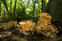 Giant polypore - image: Flickr/Derek Winterburn (CC BY-ND 2.0)
