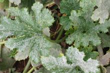 Pest and disease management - Powdery mildew in edible field crops