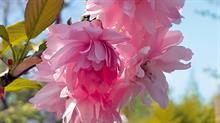 Asano: each deep-pink chrysanthemum flower has up to 100 pointed petals