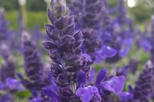 Hawkesmill Nurseries identify plant trends
