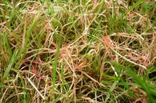 Red thread disease - image: Flickr/Kris Lord (CC by 2.0)