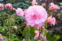 What is the future for roses after Chessum's administration?