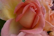 Rosa 'Sweet Syrie'