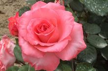 Wharton's launches two new roses