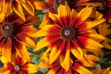 Rudbeckia hirta 'Laughing SmileyZ'