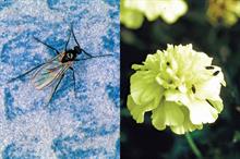 Pests: both adult sciarid fly (left) and shore flies (right) will lay eggs in moist growing media