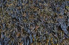 Natural fertilisers and chemicals: when will they start gaining market share?