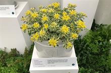 Chelsea new plant award winner tipped to sell 500,000 worldwide