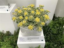Chelsea new plant award winner tipped to sell 500,000 worldwide