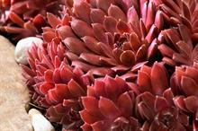 Sempervivum arachnoideum 'Belsemred1' (Coral Red)