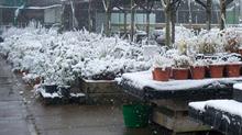 Garden centre in the snow