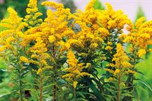 Solidago