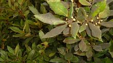 Sooty mould on Laurus - credit: Dove Associates