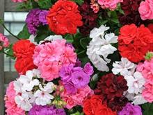 Ball Colegrave launches three new Speedplanters