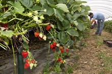 "Short-term" pilot seasonal farm worker scheme announced