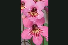 Streptocarpus 'Sadie'