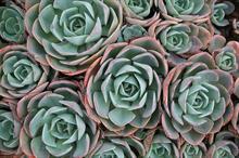 Botanical houseplants lead Joy of Missing Out trend at John Lewis