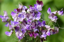 Thompson & Morgan celebrates as four plants shortlisted for RHS Chelsea Flower Show ‘Plant of the Year’ Award 2021
