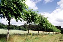 Tilia