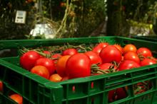 Can UK fresh produce come out of Brexit ahead?