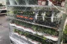 Defra responds to Dutch plant pre-export certificate issue