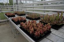 Sarracenia plants grown in various peat-free mixes