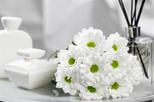 Dümmen Orange introduces new chrysanthemum