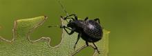 How to control vine weevil: Nemasys L