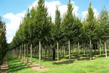 A plantation of trees run by Hillier