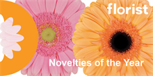 Florist Holland receives two novelty awards for standard gerberas Glossy and Jetset