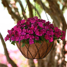 Ball Colegrave launches downy mildew-free Beacon impatiens