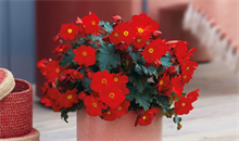 Beekenkamp's begonia MacaRouge wins international best plant award