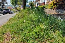 Verges left to grow in 'No Mow May' in Brighton