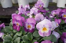 Public's favourites from WD Smith's pansy and viola trials revealed