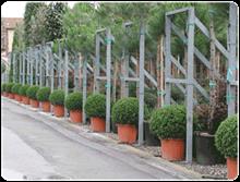 Brexit and Xylella no barrier for Romiti Vivai
