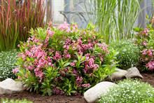 Hillier unveils low maintenance new plants for Chelsea