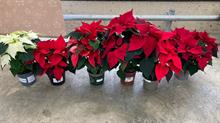 Top poinsettias voted by growers (1-6 left to right)