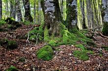 Scottish mycorrhizae study "will inform tree planting and management"