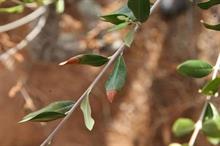 Xylella found on olives shipped from Spain to Belgium, reports Belgian trade body