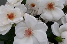 Rose of the year 2019 is Starlight Symphony