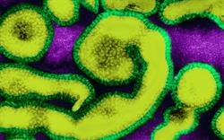 Flu antivirals now prescribable at NHS expense