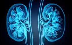 A 3D illustration of an X-ray of human kidneys.