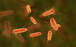 Researchers query safety of delaying antibiotics for UTI in elderly