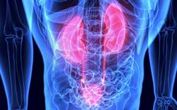 3D illustration of kidneys in human body, kidneys shown in pink against blue body