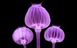 New analgesic combines an opiate with an NSAID