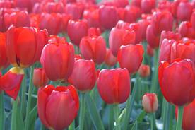 Valentine's Day: Brits still say it with flowers